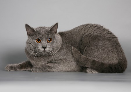 "Minä EN pidä Tessan kamerasta!!! EN, EN, EEEN!!!" Ilmis 1v ja 9kg...